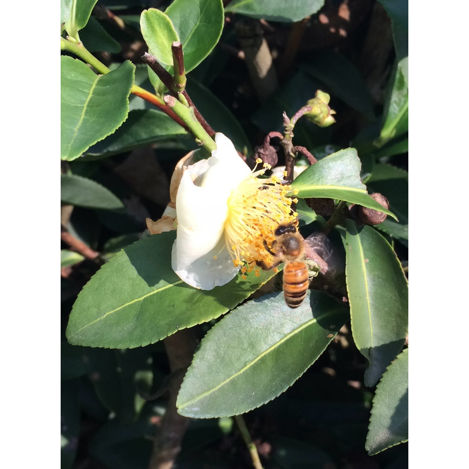 Taiwanese Nantou Loose Oolong Tea